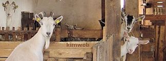 Foto: KIMWEB